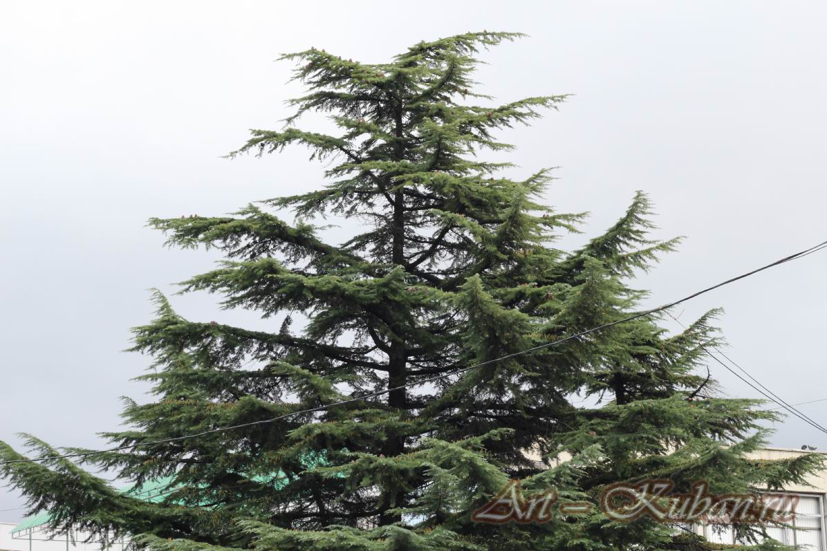 �������, �����������, �������, �����, ����� 2021 �. ������.
���� � 19. 7 ������ 2021 �. 