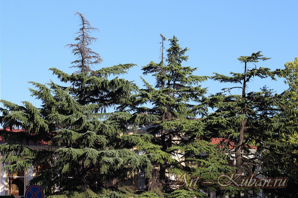 ����, �������, ������, �����, ���� 2020 �. ������.
���� � 47. ������ 2020 �. 