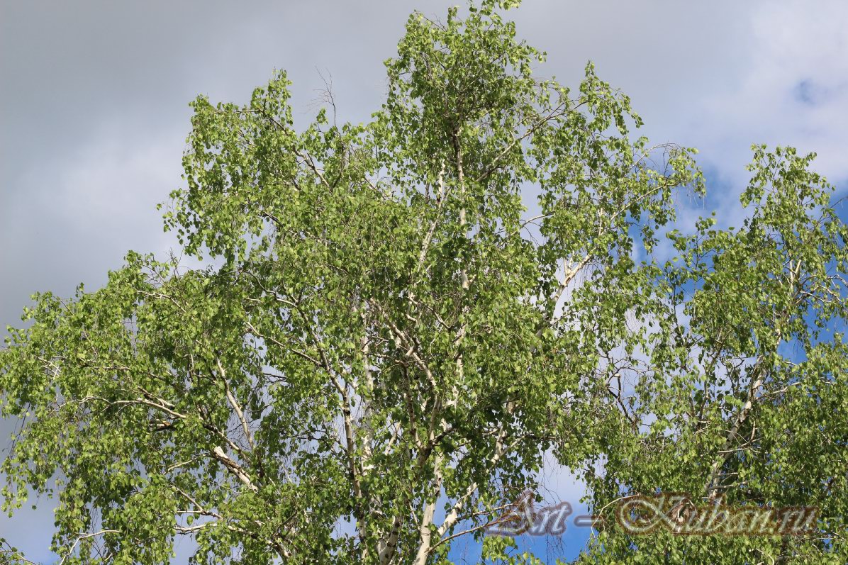 ����� � ��������� ����������. ����, �������, �������, �������, �����, �����, ������, �������, �����������, ����� 2023������������� ����, ������� �����. 
���� � 13. 23 ������ 2023 �. 