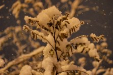 ������� 2020 �. ����, ���� 2020-2021 